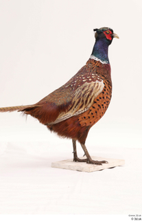 Pheasant  2 whole body 0007.jpg